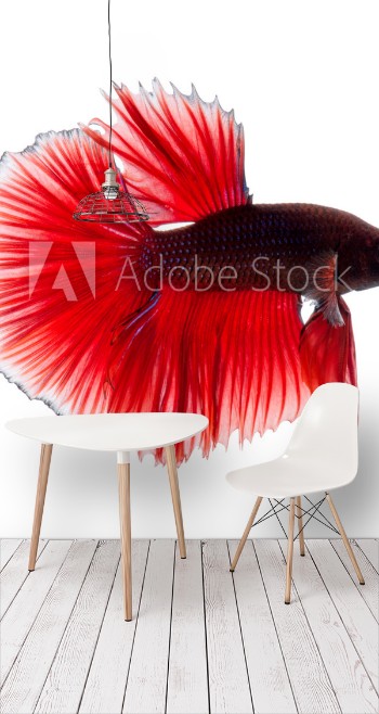 Picture of Red betta fish